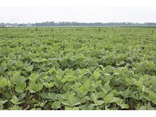 Property photo 8 - 69.3 +/- Acres offered in 2 Tracts